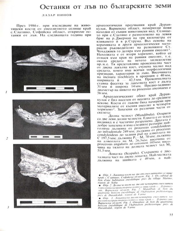 Останки от лъв по българските земи